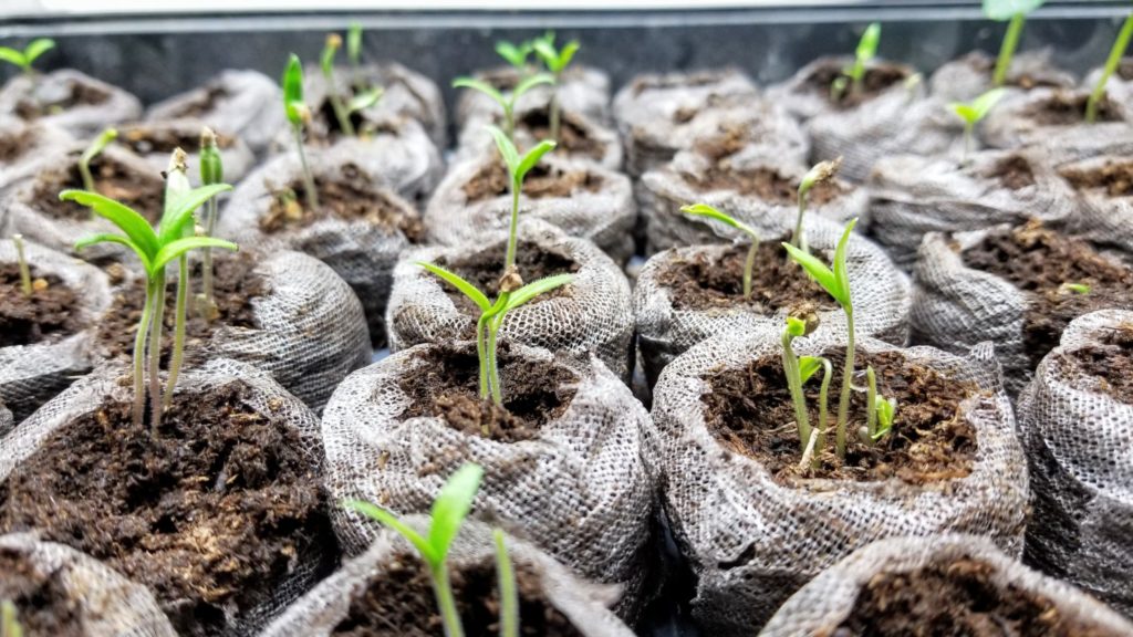 Seedlings under grow deals lights