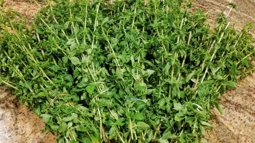 how to dry oregano 