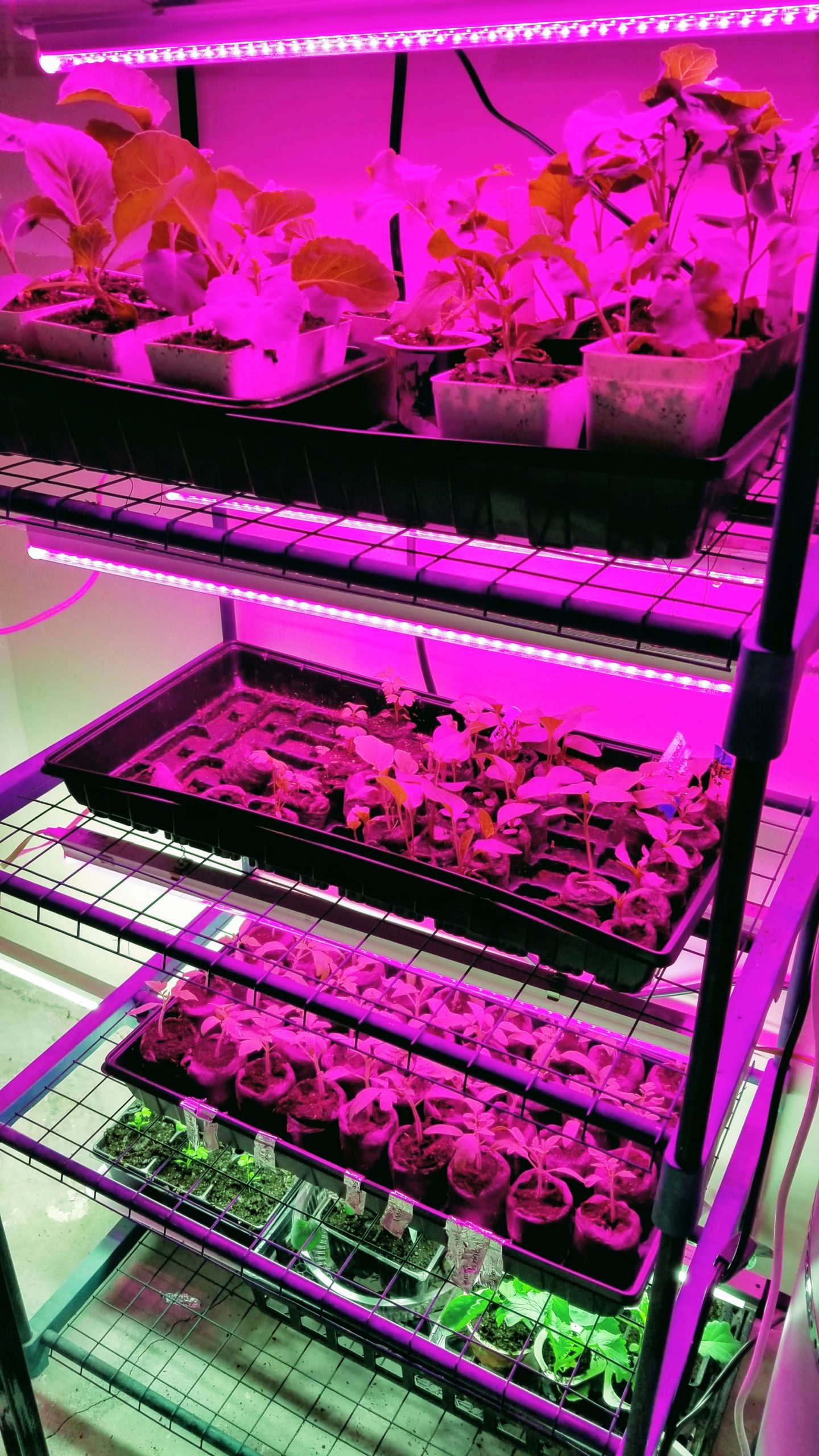 plants growing under LED lights