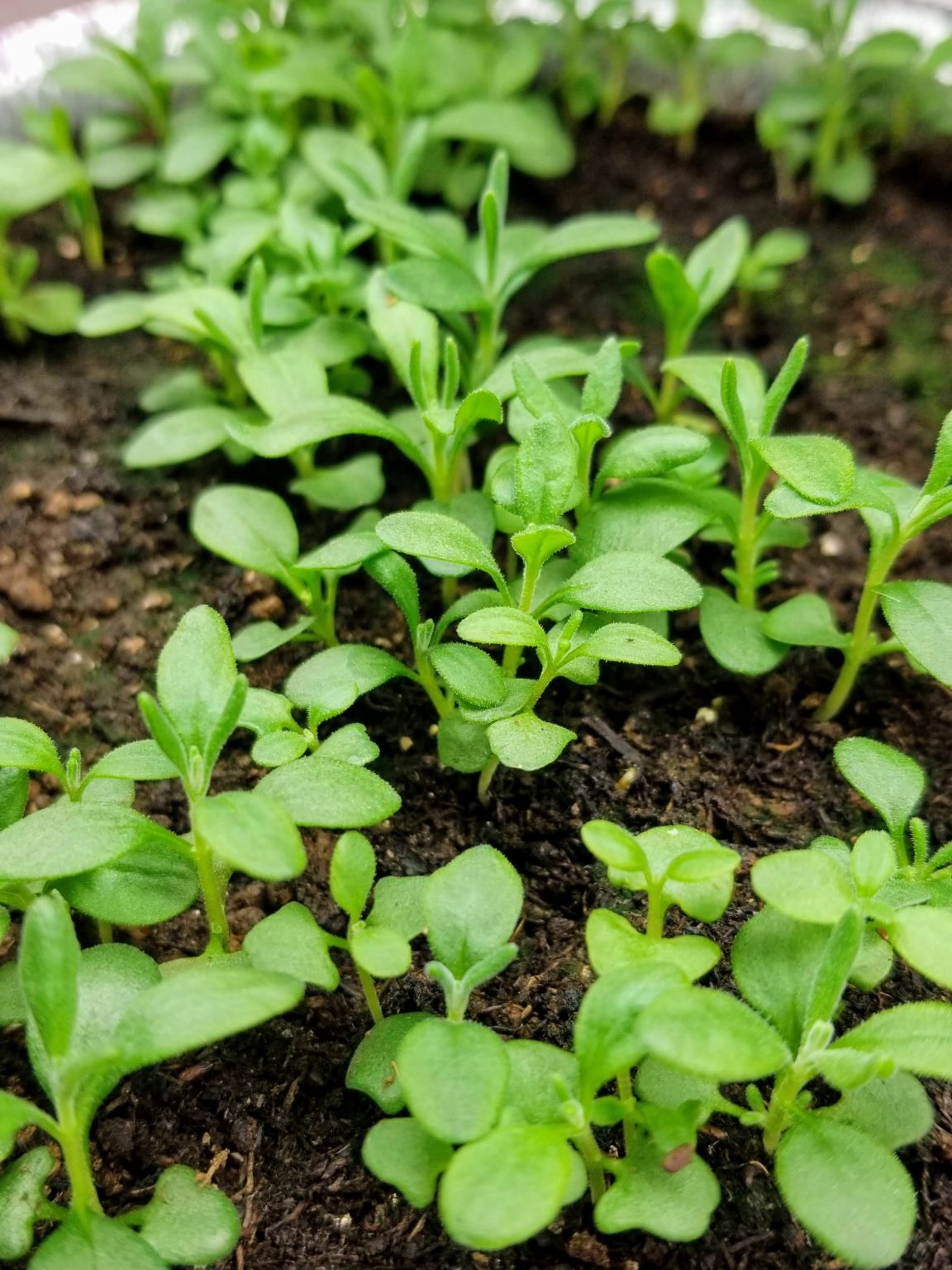 How to Plant Seeds Under Grow Lights, A Step-By-Step Tutorial - Let's ...