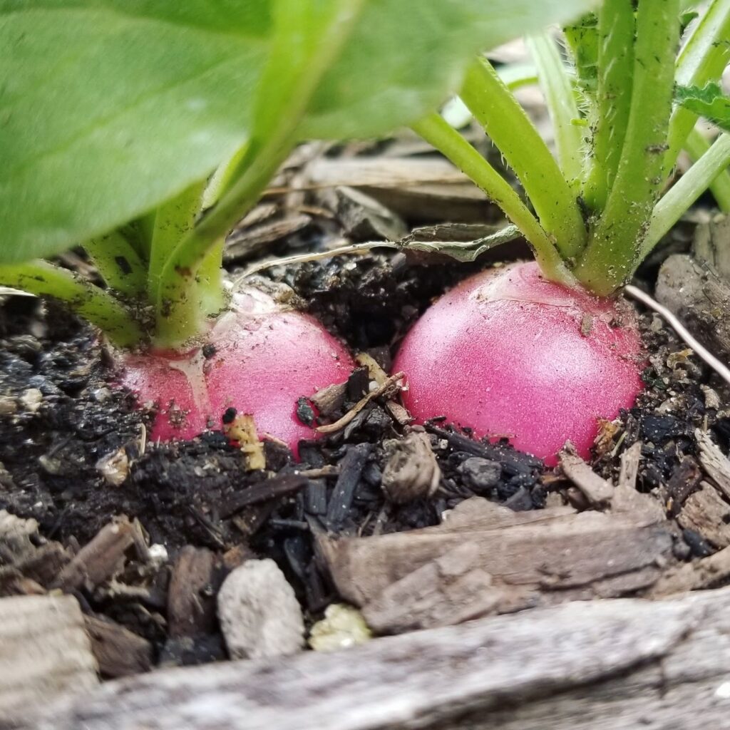 how to grow radishes